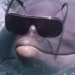 Imatge de perfil de l’usuari